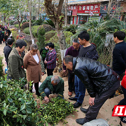 人勤春来早 宜章县苗木市场购销两旺