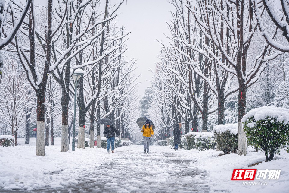 湖南农大雪景_7.jpg