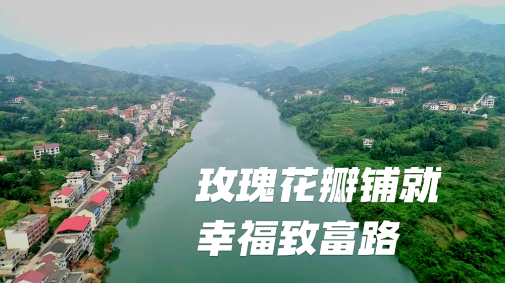 新邵县大新镇玫瑰花瓣铺就幸福致富路