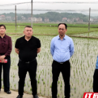 杨卫平在邵东调研粮食生产、高标准农田建设、水利、供销等工作