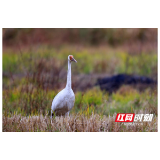 “白鹤”首次落户绥宁花园阁国家湿地公园