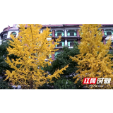 邵阳绥宁：金黄杏叶靓山城