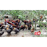 邵阳绥宁：油茶树下散养鸡 助民增收促脱贫