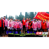 隆回桃花坪：“干群连心”栽烟忙 完成烤烟移栽1900亩