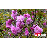 视频 | 绥宁：满顶界植树纪念园樱花 绽放春的气息