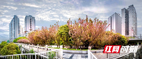 樱花将高楼映衬得格外的美丽壮观与雄伟。