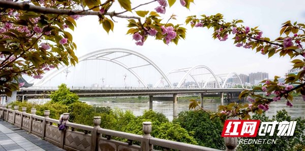 西湖桥在樱花的映衬下，宛如桥在花中，壮美无比。