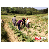 新宁高桥镇全力抗旱保烤烟丰产
