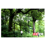 隆回天星村:发现古树群 最大银杏直径1.5米