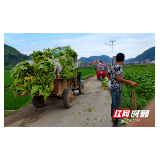 新宁：种植“黄金叶” 走上小康路