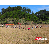 邵阳隆回：爱心稻丰收 脱贫致富带头人捐赠百亩早稻助力脱贫攻坚