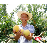 被你“桃”醉！邵东魏家桥的黄桃熟了