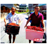 丰收季丨隆回花门街道：小辣椒扛起产业大旗