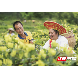 金银花开“金银”来，草原村脱贫走出“隆回模式”