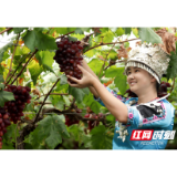 绥宁县东山乡：红提香溢侗寨 产业带富农家