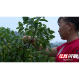 记者探访脱贫路｜绥宁大园村：脆枣熟了 生活甜了