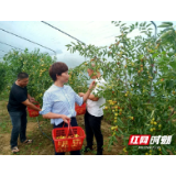 新邵：酥脆枣喜获丰收 助农“枣”脱贫