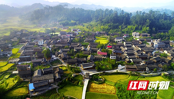 在中国历史文化名村——大园古苗寨，门前屋后的稻田黄了，谷子熟了， 勤劳纯朴的苗族村民又进入了繁忙的收获季节。