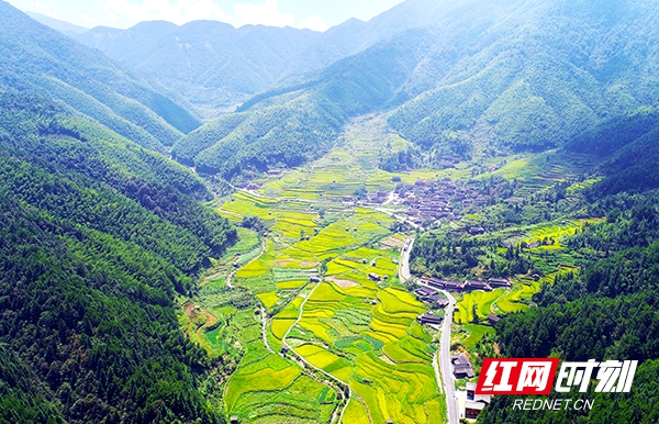 金色稻田静静地躺在青山的环抱之中，就像是镶嵌在一片天然翡翠上的明珠。