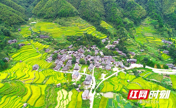 金色的梯田层层叠叠，高低错落，环绕在上堡侗寨的周围。