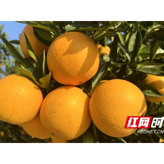 组图 | 橙果飘香 感受邵阳新宁脐橙丰收的喜悦