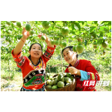 产业活起来 百姓富起来——城步苗族自治县产业扶贫综述