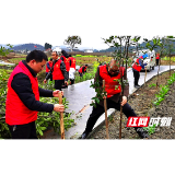 武冈市：春和景明好时光 植树添绿正当时