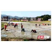 以学促干闹春耕，隆回高平镇党史学习按下早稻生产“快进键”