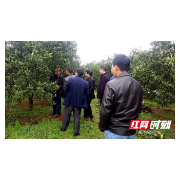 新宁全域推进脐橙标准化生产