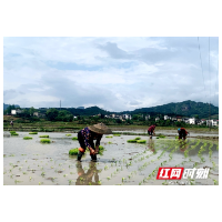 新宁县崀山镇：天气晴朗 春耕插秧忙