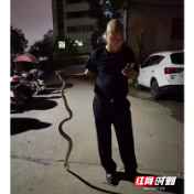 武冈公安：服务群众无小事 民警捕蛇解民忧