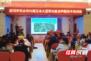武冈加快推广“玉米-大豆带状复合种植模式”