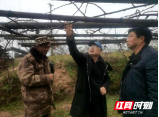 城步威溪乡复兴村：着力扩大农民种植规模 打造乡村振兴新高地