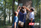邵阳绥宁：给4800株古树名木上保险