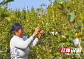 城步享“创森”成果 油茶致富好“丰”景