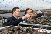 新邵顺水：小香菇撑起村民“致富伞”