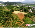 新宁脐橙产业路评为十大“湖南最美农村路”