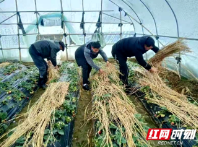 新邵：农技人员指导菜农织牢大棚蔬菜防冻网