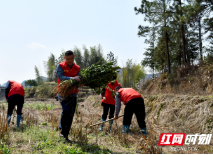 义务植树添新绿 乡村振兴增活力——新邵县人民医院开展义务植树活动