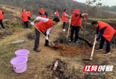 大祥区学院路街道开展义务植树活动