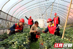 又是一年春丨新宁电力“一条龙”服务春耕生产