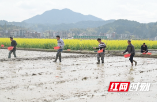 隆回羊古坳镇：“一季两收”超级稻基地种下再生稻