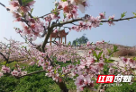 北塔区李子塘村:桃花盛开惹人醉
