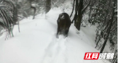 邵阳绥宁：黄桑的动物宝贝们在雪地里“撒欢儿”