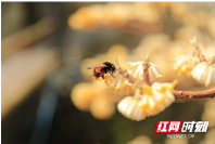 组图丨绥宁：“爱情树”结香花开 邂逅浪漫春天