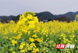 又是一年春丨邵阳绥宁：油菜花开春意浓