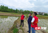 洞口县竹市镇：守护耕地 跟着“田长”去巡田