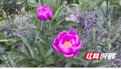 绥宁：芍药花开助力乡村振兴