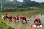 邵阳县水利局：让党旗高扬在粮食生产第一线