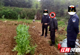 邵阳县一市民非法种植罂粟 被依法刑事拘留